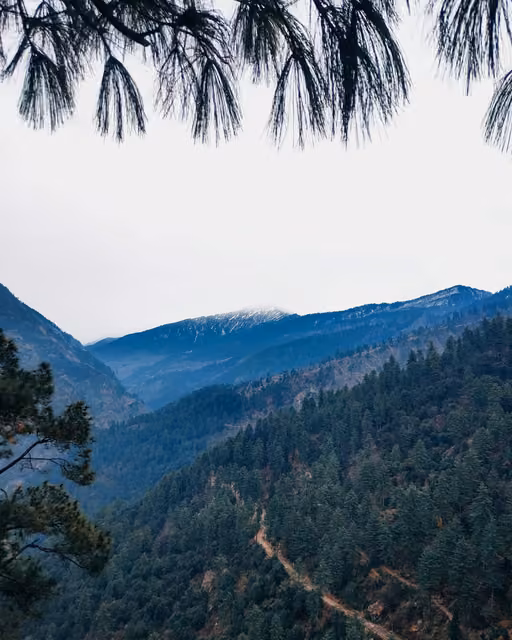 View through pine branches over a forested mountain valley with a winding dirt road, distant snow-dusted peaks under a hazy white sky.
