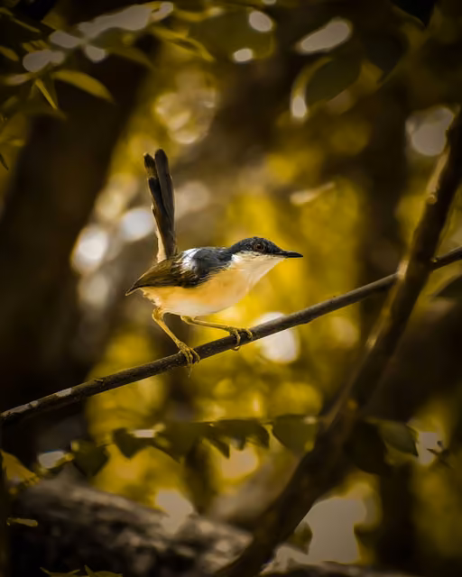 A small bird with a black-and-white head, orange-buff belly, and upright tail feathers perches on a thin branch amid blurred green foliage.