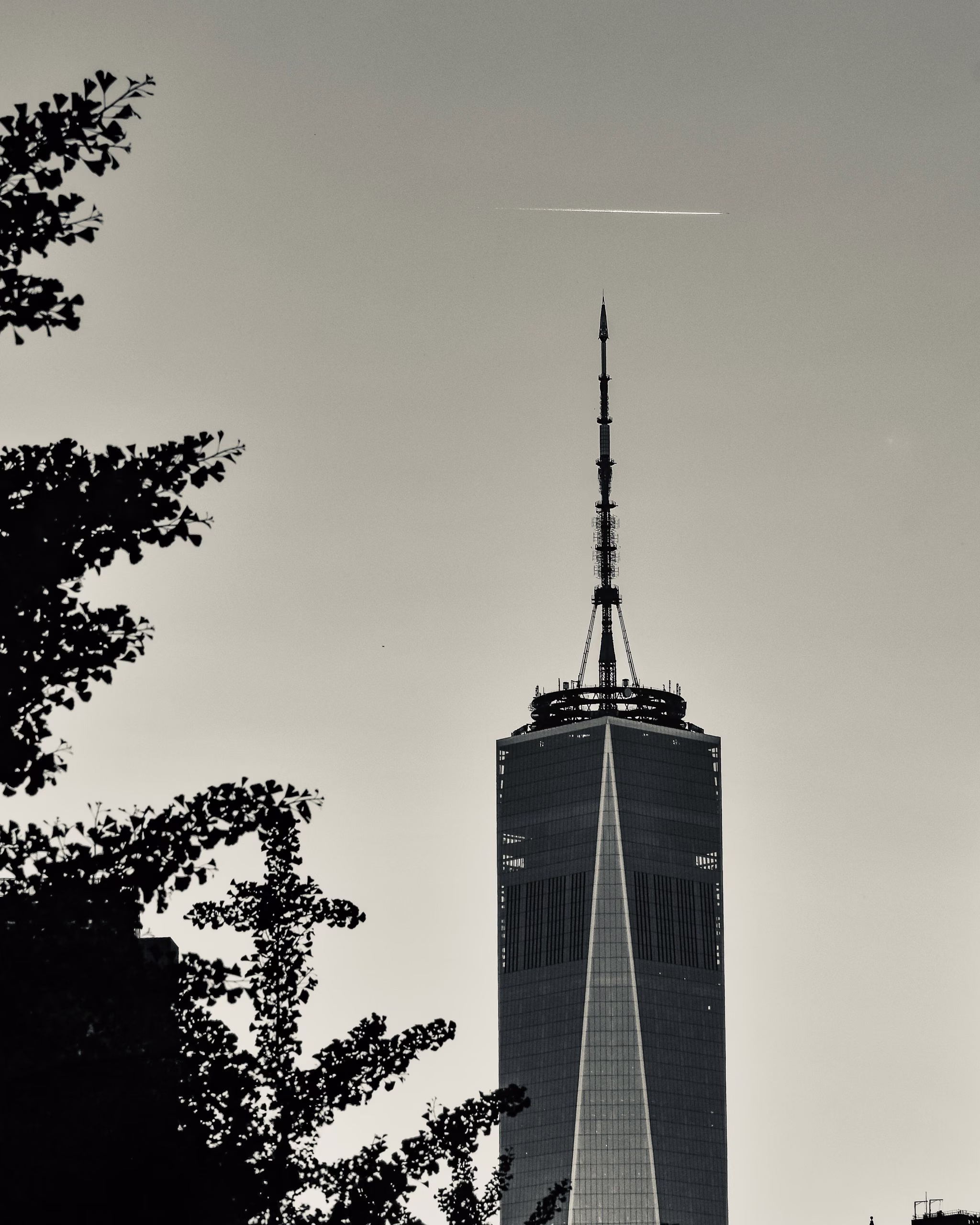 Upper floors and antenna spire of a tall glass skyscraper against a pale sky, with silhouetted ginkgo tree branches at left and a jet contrail overhead.
